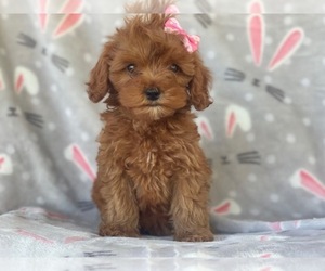 Cockapoo-Poodle (Miniature) Mix Puppy for sale in LAKELAND, FL, USA
