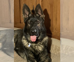 Small Photo #1 German Shepherd Dog Puppy For Sale in JOHNS ISLAND, SC, USA