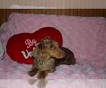 Small Photo #8 Dachshund Puppy For Sale in TULSA, OK, USA