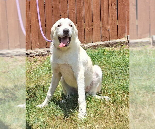 Medium Photo #3 Great Pyrenees-Unknown Mix Puppy For Sale in Wetumpka, AL, USA