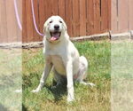 Small #2 Great Pyrenees Mix