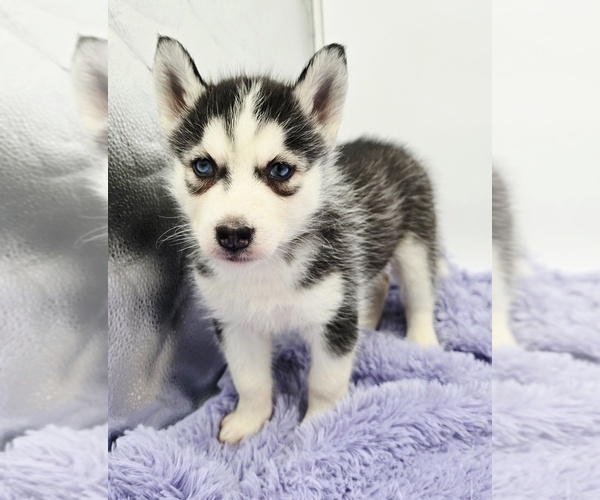 Medium Photo #3 Siberian Husky Puppy For Sale in SANDY HOOK, KY, USA