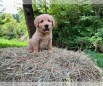 Small Golden Retriever