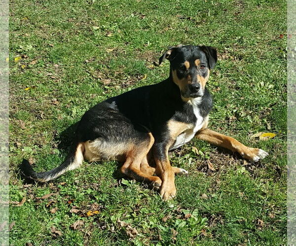 Medium Photo #4 Australian Shepherd-German Shepherd Dog Mix Puppy For Sale in Pittstown, NJ, USA
