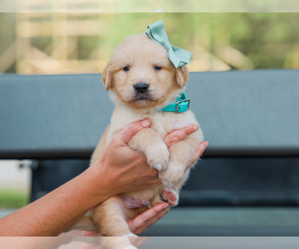 Medium Photo #5 Golden Retriever Puppy For Sale in LIBERTY, KY, USA