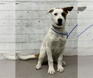 German Shepherd Dog-Unknown Mix Dogs for adoption in San Bernardino, CA, USA