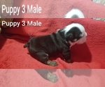 Small #20 English Bulldog