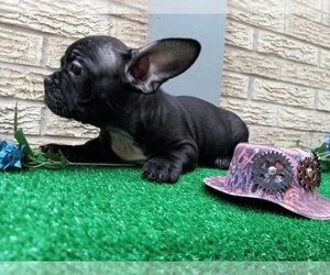 American Staffordshire Terrier-French Bulldog Mix Puppy for sale in CARTHAGE, TX, USA