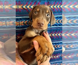 Doberman Pinscher Puppy for sale in FOUNTAIN VLY, CA, USA
