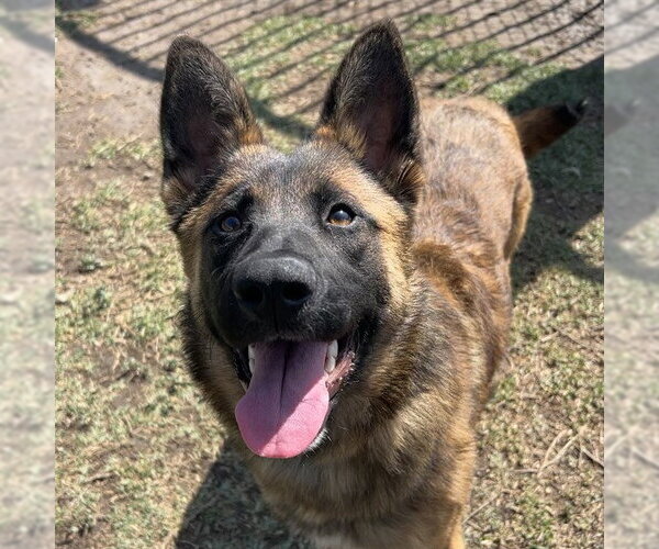 Medium Photo #1 Mutt Puppy For Sale in Riverside, CA, USA