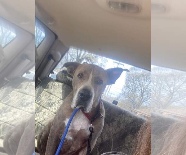 Medium Photo #14 American Pit Bull Terrier-Great Dane Mix Puppy For Sale in Munford, TN, USA