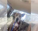 Small #13 American Pit Bull Terrier-Great Dane Mix