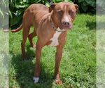Small #7 American Staffordshire Terrier-Boxer Mix