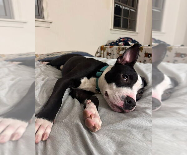 Medium Photo #2 American Staffordshire Terrier-Unknown Mix Puppy For Sale in Shermans Dale, PA, USA