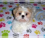 Small #13 Shih Tzu