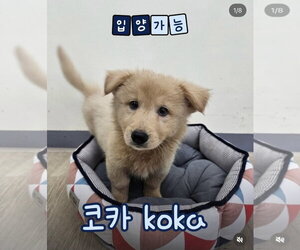 COCA - Male Golden Retriever-pomeranian spitz Mix Dog for Adoption - Photo #2