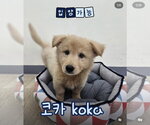 Small Photo #2 Golden Retriever-pomeranian spitz Mix Puppy For Sale in Agoura Hills, CA, USA