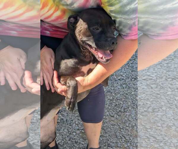 Medium Photo #3 Boxer-Unknown Mix Puppy For Sale in Thomasville, NC, USA