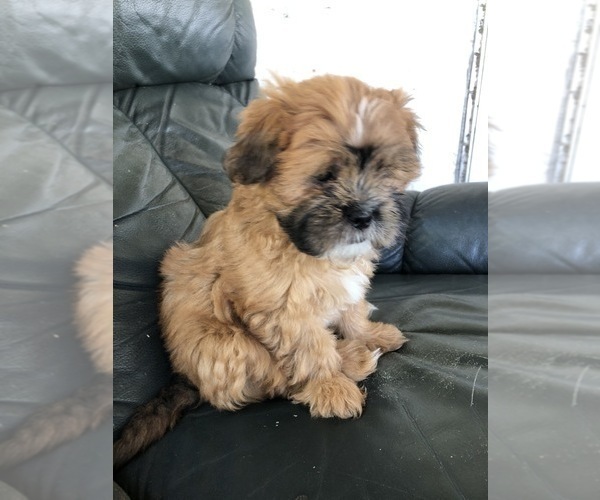 Medium Photo #29 Mal-Shi Puppy For Sale in LAKELAND, FL, USA