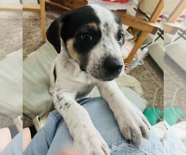 Medium Photo #18 American Bulldog-German Shepherd Dog Mix Puppy For Sale in Princeton, MN, USA