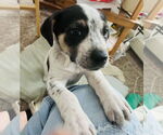 Small #17 American Bulldog-German Shepherd Dog Mix