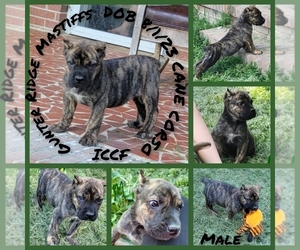 Cane Corso Puppy for sale in ROXBORO, NC, USA