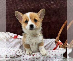 Pembroke Welsh Corgi Puppy for sale in ROCKVILLE, IN, USA