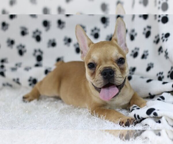 Medium Photo #3 French Bulldog Puppy For Sale in INDIALANTIC, FL, USA
