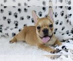 Small Photo #3 French Bulldog Puppy For Sale in INDIALANTIC, FL, USA
