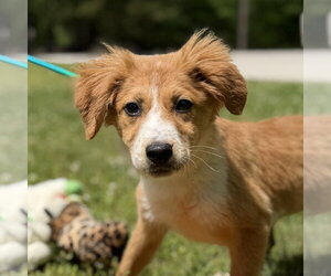 Mutt Dogs for adoption in Yardley, PA, USA