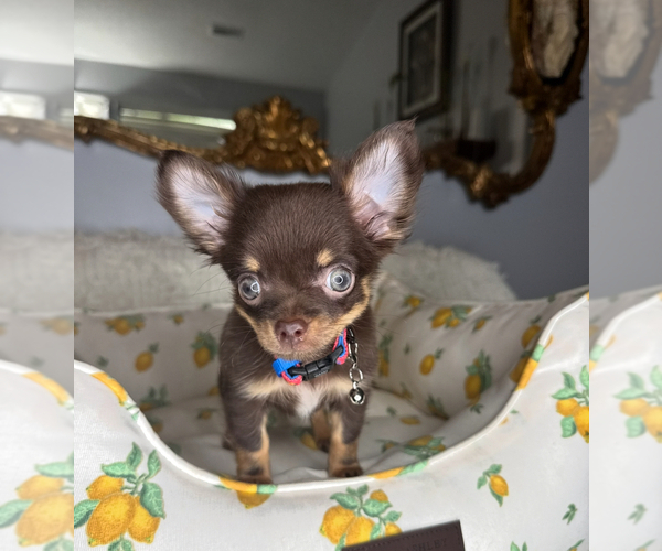Medium Photo #3 Chihuahua Puppy For Sale in CHARLOTTE, NC, USA
