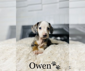 Dachshund Puppy for Sale in COOKEVILLE, Tennessee USA