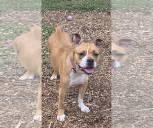 Mutt Dogs for adoption in Rustburg, VA, USA
