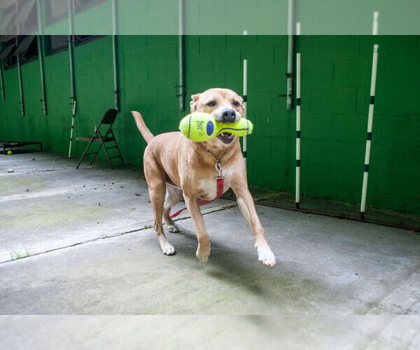 Medium Photo #3 Labrador Retriever-Unknown Mix Puppy For Sale in Elmsford, NY, USA