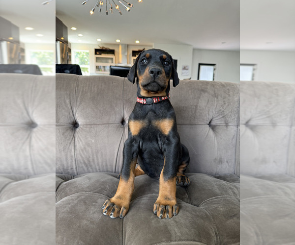 Medium Photo #11 Doberman Pinscher Puppy For Sale in PUYALLUP, WA, USA