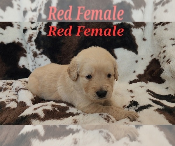 Medium Photo #2 Golden Retriever Puppy For Sale in CRAWFORDVILLE, FL, USA