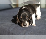 Puppy Charlie Dachshund