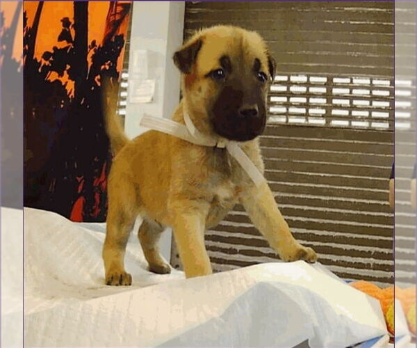 Medium Photo #4 German Shepherd Dog-Unknown Mix Puppy For Sale in Lakewood, CO, USA