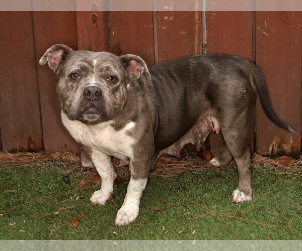 Medium Photo #3 Bulldog-Unknown Mix Puppy For Sale in Oakland Park, FL, USA