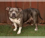 Small #2 Bulldog Mix
