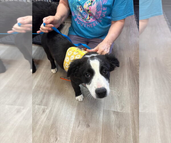 Medium Photo #2 Border Collie Puppy For Sale in Claremore, OK, USA