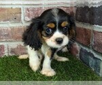 Small #15 Cavalier King Charles Spaniel