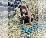 Puppy Squash Blossom Australian Kelpie