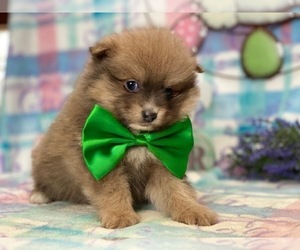 Pomeranian Puppy for sale in LANCASTER, PA, USA