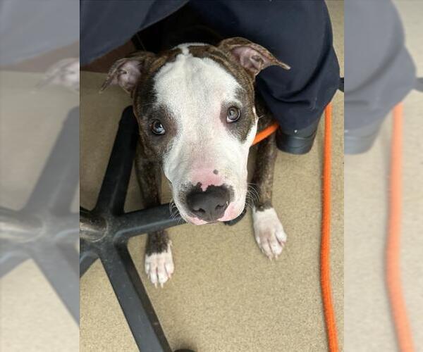 Medium Photo #1 American Pit Bull Terrier Puppy For Sale in Derwood, MD, USA