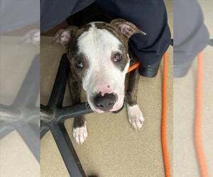 American Pit Bull Terrier Dogs for adoption in Derwood, MD, USA