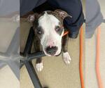 Small American Pit Bull Terrier