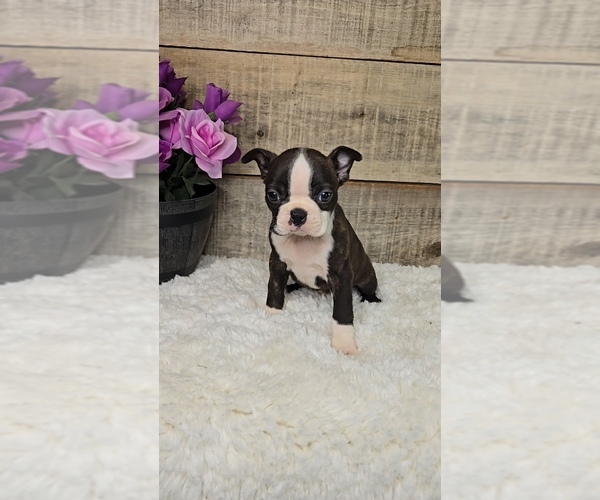 Medium Photo #1 Boston Terrier Puppy For Sale in JASONVILLE, IN, USA