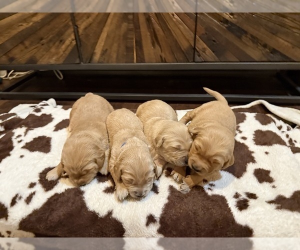Medium Photo #4 Golden Retriever Puppy For Sale in JUSTIN, TX, USA