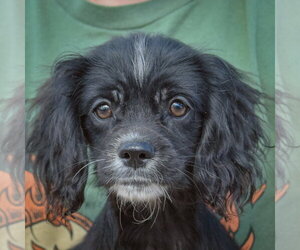 Bert - Male Cocker Spaniel-Unknown Mix Dog for Adoption - Photo #5